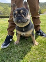 Angel Gomez - French Bulldog Stud