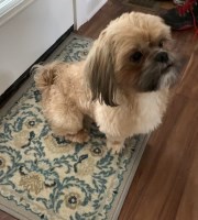 Heather Jo Clark - Shih Tzu Stud