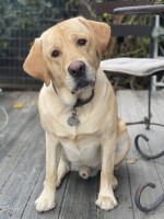 Denise Harris-Olenak - Labrador Retriever Stud