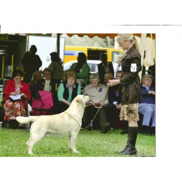 Belquest Labrador Retrievers