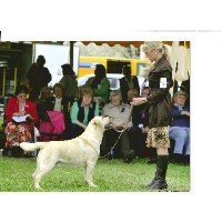 Belquest Labrador Retrievers