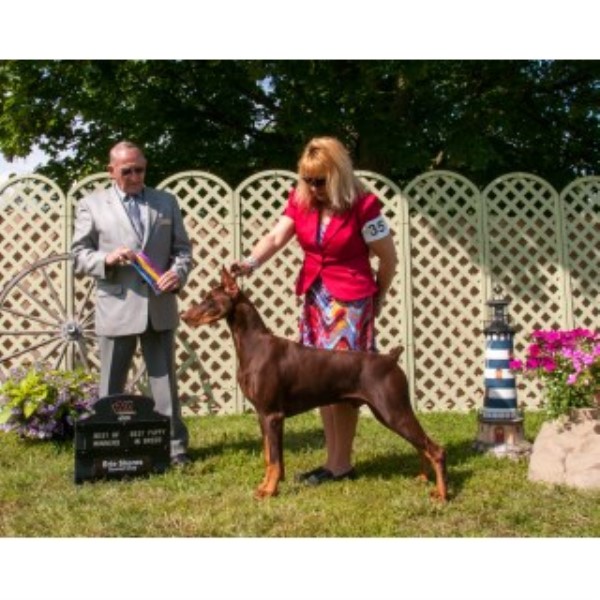 Doberman Pinscher Breeder 23588