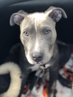 Daniela Rivera - American Pit Bull Terrier Stud
