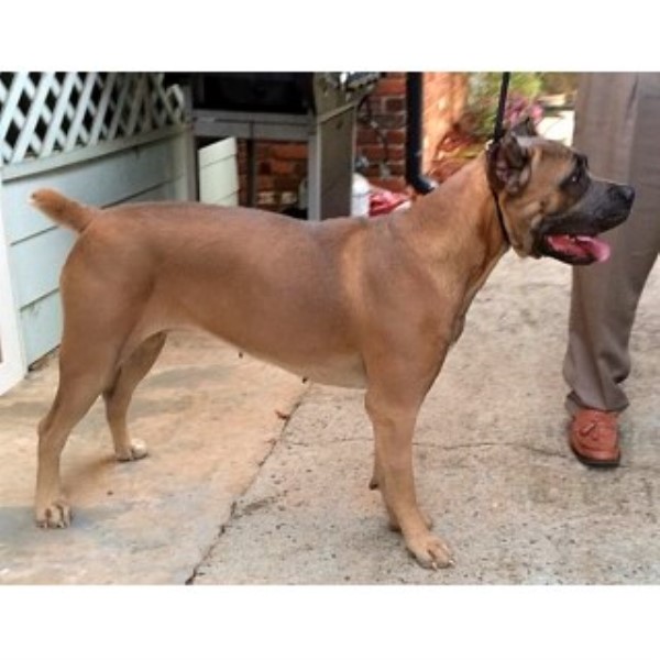 Cane Corso Breeder 24921