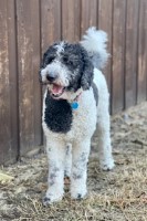 Only Loving Pups Goldendoodle breeder
