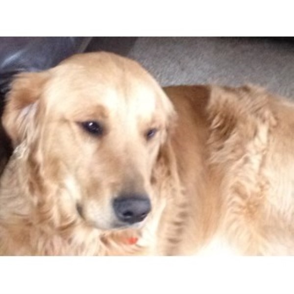 golden retriever rescue boston boston terrier breeders in michigan freedoglistings golden retriever rescue boston boston terrier breeders in michigan freedoglistings
