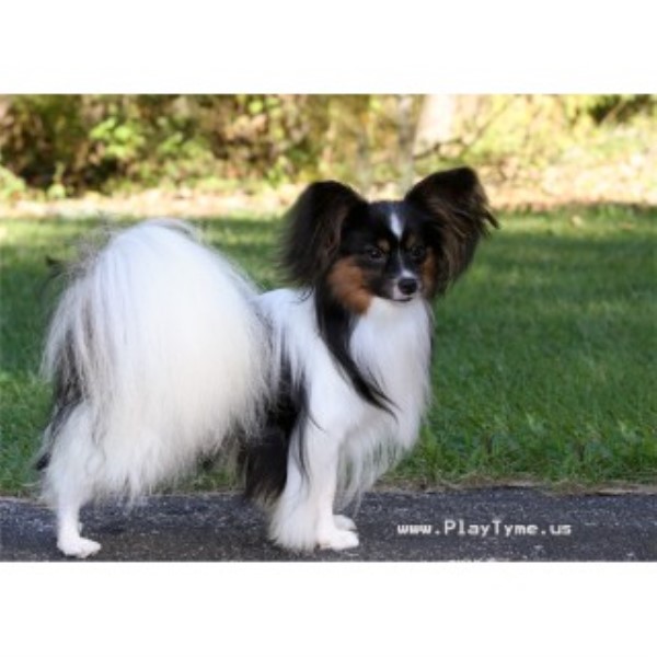 Papillon Dogs For Sale In Michigan Papillon Dogs For Sale In Michigan