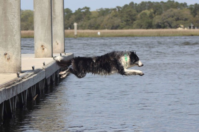 Border Collie Stud 27616