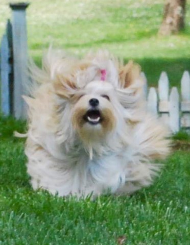 Moorea Havanese