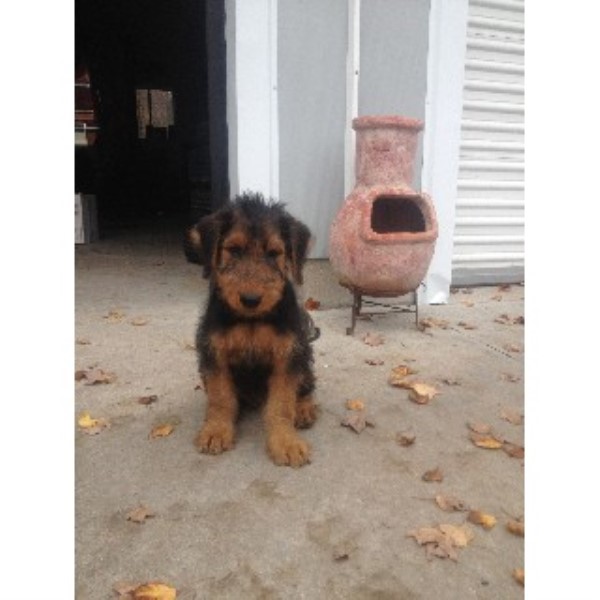 Airedale Stud Dogs In Michigan