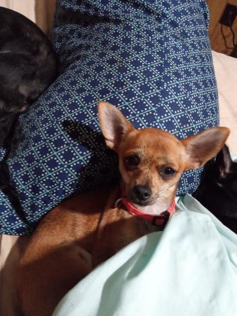 home of the chihuahuas