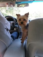 Joyce Johnson - Yorkshire Terrier Stud