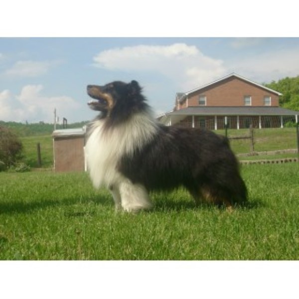 Shetland Sheepdog Stud 24880