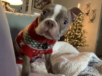 Andrew Routh - Boston Terrier Stud