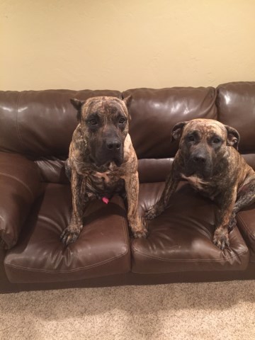 Conway Presa Canario kennels