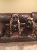 Conway Presa Canario kennels Mastiff breeder