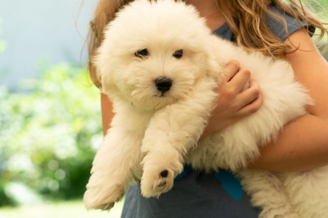 Coton De Tulear Breeder 27018