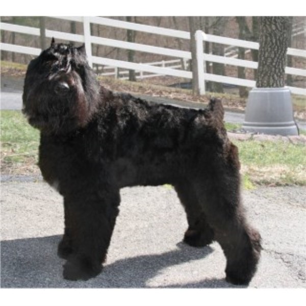 Bouvier Des Flandres Breeder 23696