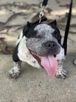 Big Bone Kennel American Pit Bull Terrier breeder