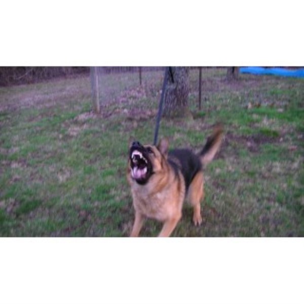 German Shepherd Dog Stud 23753