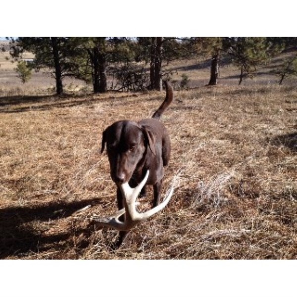 Jeff Hauser, Labrador Retriever Stud in Colorado Springs ...