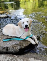 Eric Pearson - Golden Retriever Stud