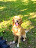 Crystal Fletcher - Golden Retriever Stud