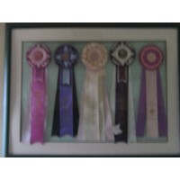 Michelle Poodle Miniature breeder