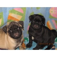 Walk The Line Pug Ranch Pug breeder