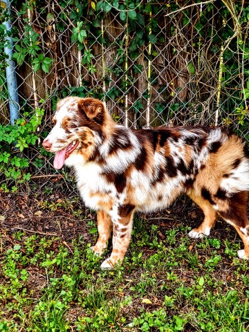 Australian Shepherd Dog Stud 29994