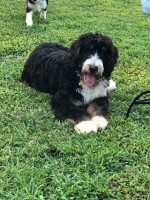 Amanda Owen - Bernese Mountain Dog Stud