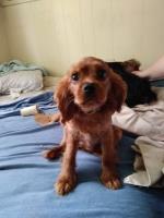 Joyce - Cavalier King Charles Spaniel Breeder Cavalier King Charles Spaniel breeder