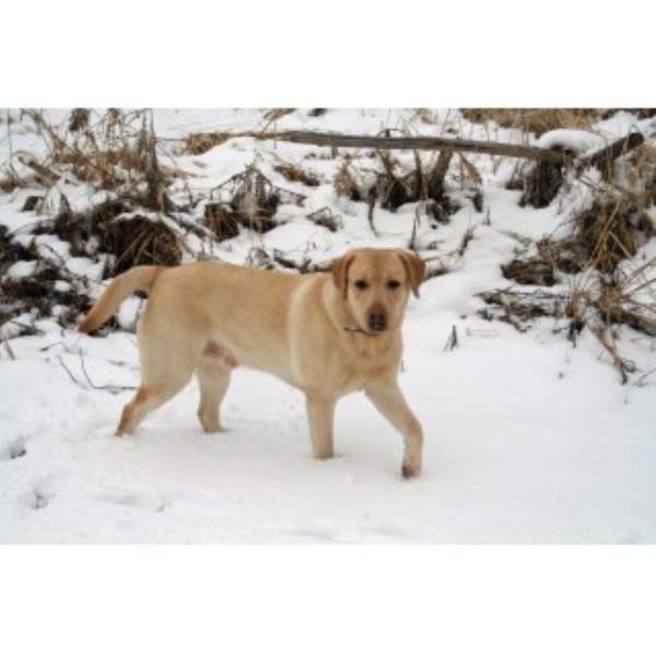 greater wisconsin golden retriever rescue neal kolb labrador retriever stud in whitewater wisconsin greater wisconsin golden retriever rescue neal kolb labrador retriever stud in whitewater wisconsin