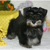 California Schnauzers Miniature Schnauzer breeder