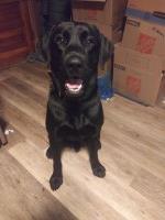 Riley - Labrador Retriever Stud