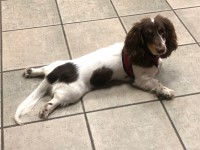 Sally - Dachshund Stud