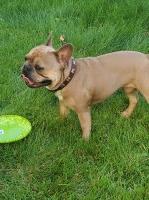 Jamie 815-830-4433 danley - French Bulldog Stud