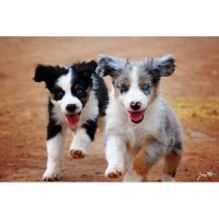 Blazin' Sun Aussies - Mott Ranch Australian Shepherd Dog breeder