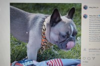 kirk daley - French Bulldog Stud