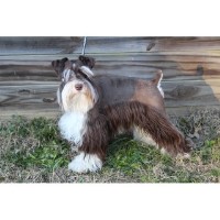 McDorable Miniature Schnauzers Miniature Schnauzer breeder