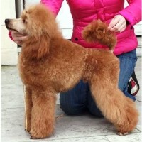 Poodle Dynasty Poodle Standard breeder