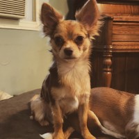 Stefanie - Chihuahua Stud