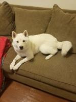 Gwen Groth - Alaskan Malamute Stud