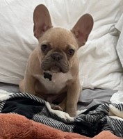 Nayomi - French Bulldog Stud