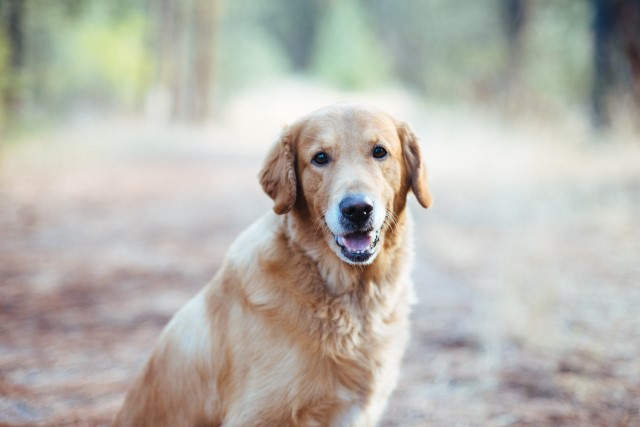 Golden Retriever Stud 28005