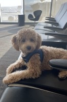 Taylor - Poodle Miniature Stud