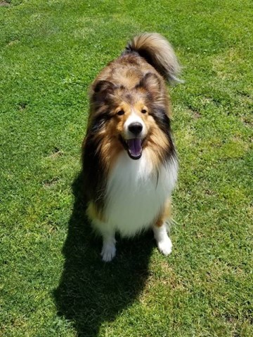 Shetland Sheepdog Stud 27351