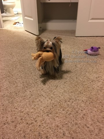 Yorkshire Terrier Stud 25340