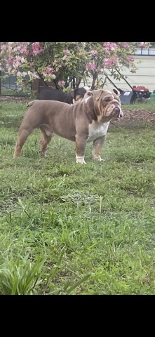 English Bulldog Breeder 28085