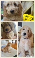 Loyalcompanionpups Goldendoodle breeder